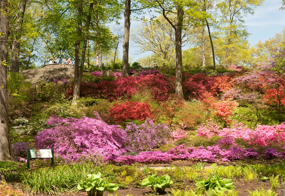 El jardín de las azaleas. Uno de los rincones más exquisitos del parque. Fotografía NYBG