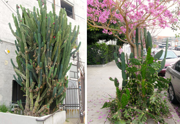 Left: a huge cactus in Los Angeles Arts District. Photo credit fashionsphinx.com