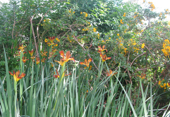 A yellow and orange flower bed with brown irises. Photo credit fashionsphinx.com