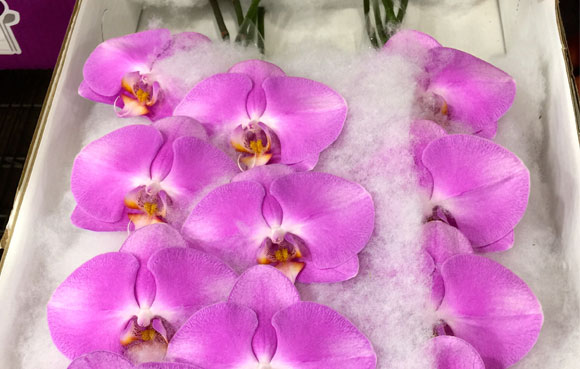 Las orquideas se transportan en cajas con algodón para que que no se dañen.