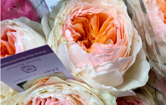 Las rosas de jardín de David Austin son las favoritas de las novias. Rosa Juliet (A Rose by Harvest)