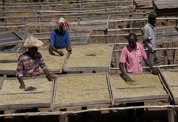 Drying coffee beans in Ethiopia