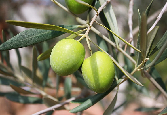 Olive 3