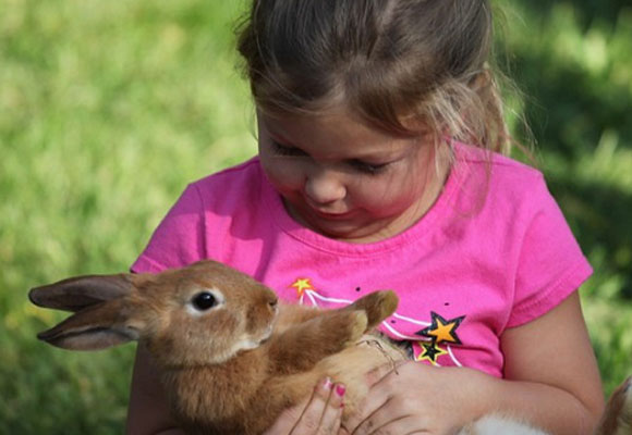 Los conejos son unas mascotas cada vez más frecuentes