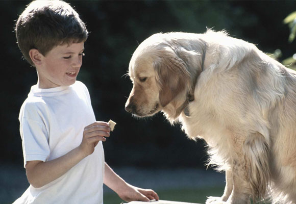 Alimentar a las mascotas es un acto de responsabilidad. Foto: www.understood