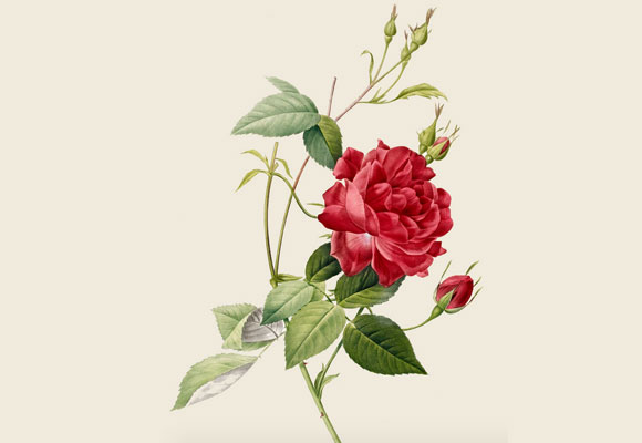 Rosa del artista botánico belga, Pierre-Joseph Redouté del jardín Malmaison de la Emperatriz Josefina. 