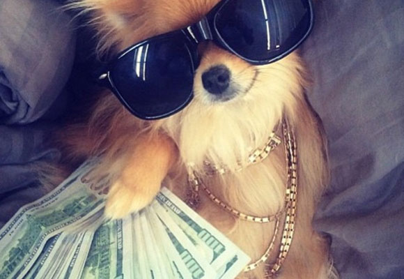 Perro contando billetes. Foto: Instagram