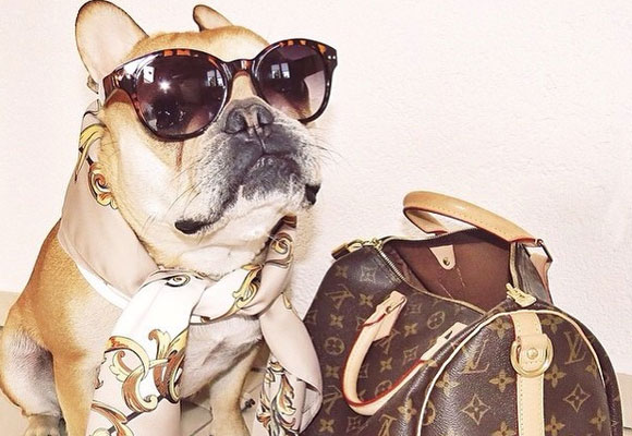 Dog with luxury articles. Photo: Instagram