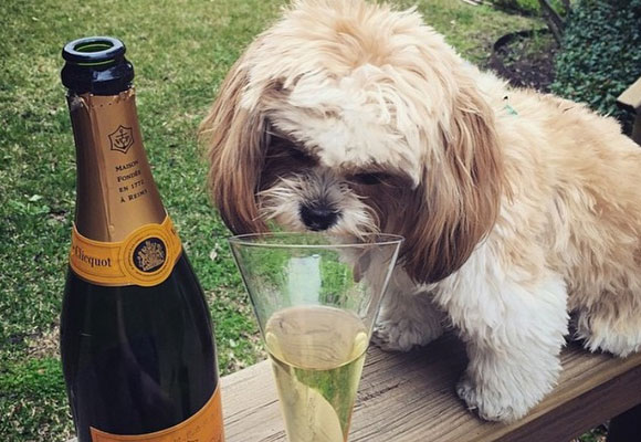 Dog 'drinking' champagne. Photo: Instagram