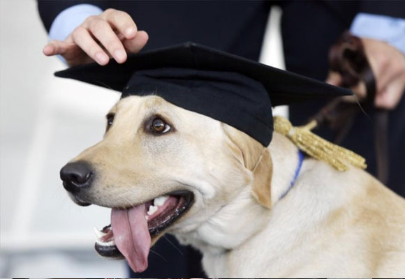 Perro graduado como perro de asistencia