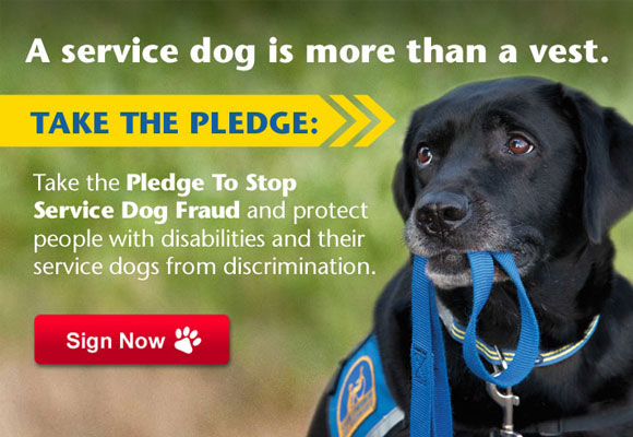 Campaña contra la suplantación de perros de asistencia