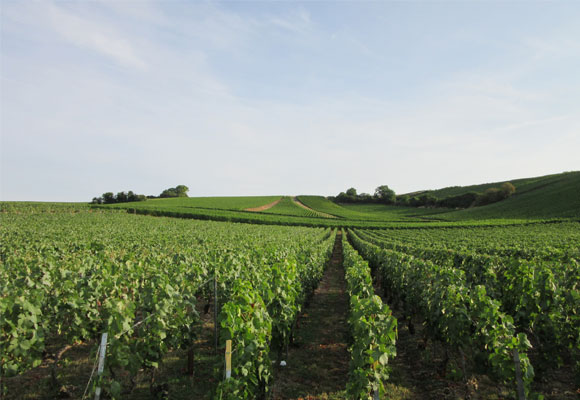La bodega posee hectáreas de viñedo