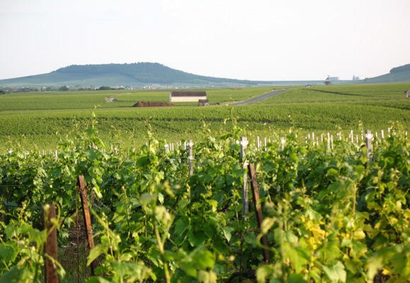 Las espectaculares viñas de Doquet