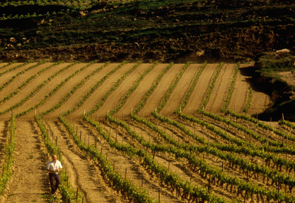 Viñas de la Rioja Alavesa donde se crean tintos, blancos y rosados