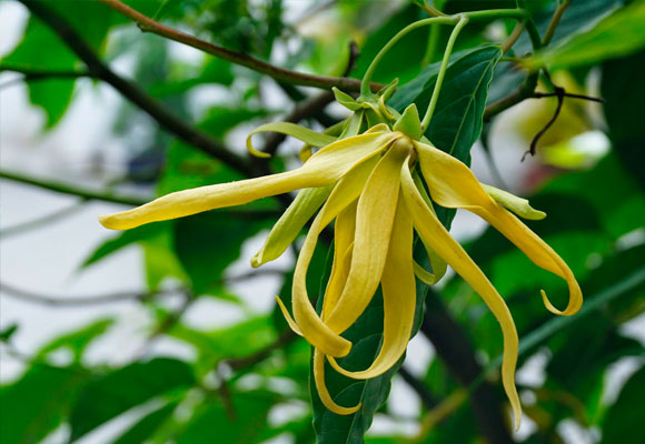 El ylang ylang, es un aceite esencial que se extrae de las flores del árbol tropical cananga odorata (crece en Filipinas, Java, Madagascar y Sumatra).