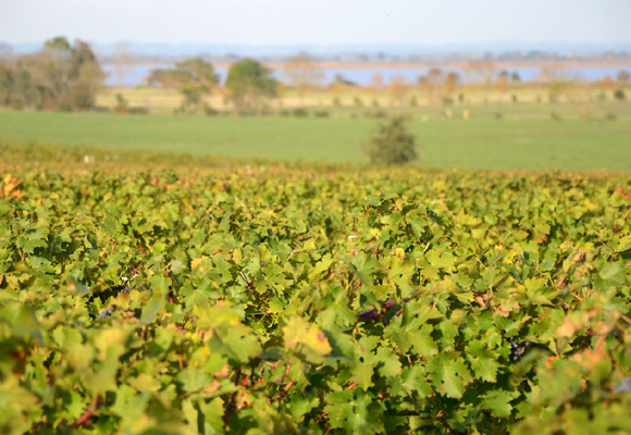 Los terrenos de Ducru son favorables para la creación de grandes vinos
