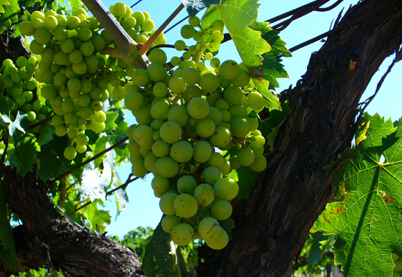 Variedad de uva de Trebbiano d'Abruzzo