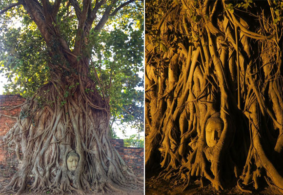 Visión diurna y nocturna del En el templo de Mana That se encuentra la cabeza de un Bad que ha sido preservada por las raíces del árbol de la vida