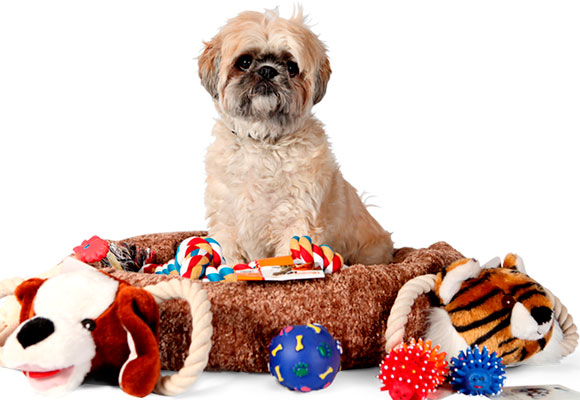  Know your dog and buy toys according to his preferences