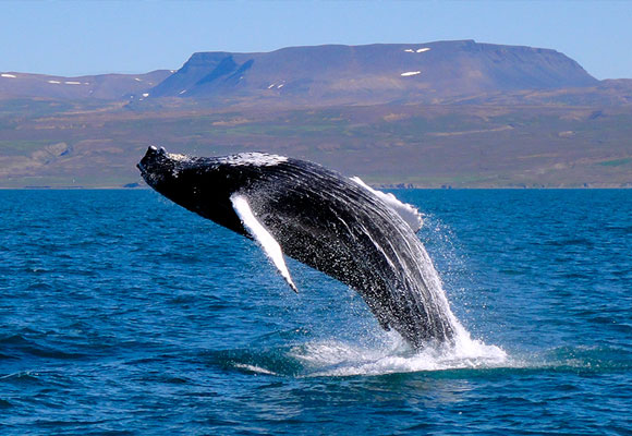 Los tours para divisar orcas, uno de los encantos de Noruega 