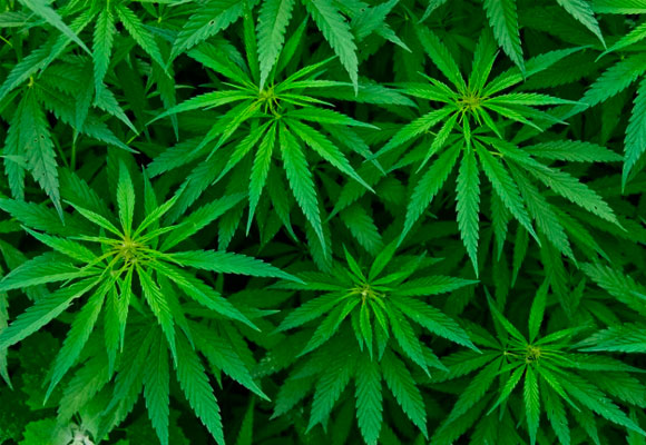 El cannabis sigue siendo ilegal en muchos países