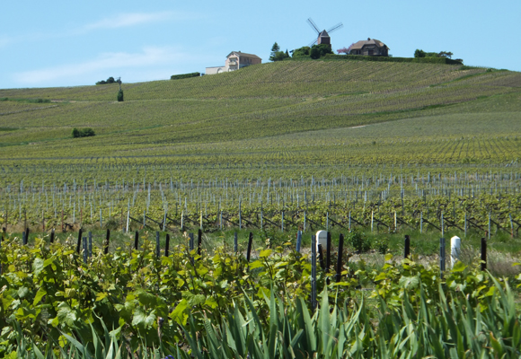 Vistas de los viñedos Penet-Chardonnet