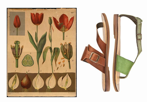 Colección Tulip de El Naturalista