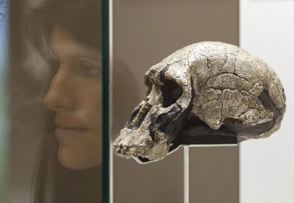 Se pueden ver fósiles como el esqueleto parcial de Paranthropus boisei