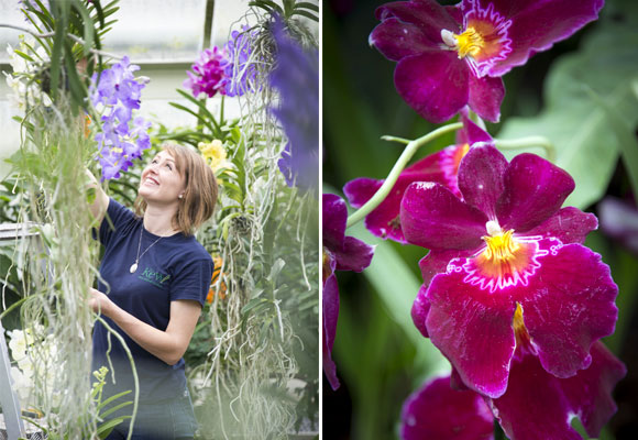 Hannah Button arregla una instalación aérea de orquídeas Vanda. Fotografía Kew..pngUna exquisita orquídea Phalaenopsis en tonos granate. Fotografía Kew.