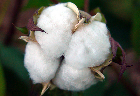 Cotton 4