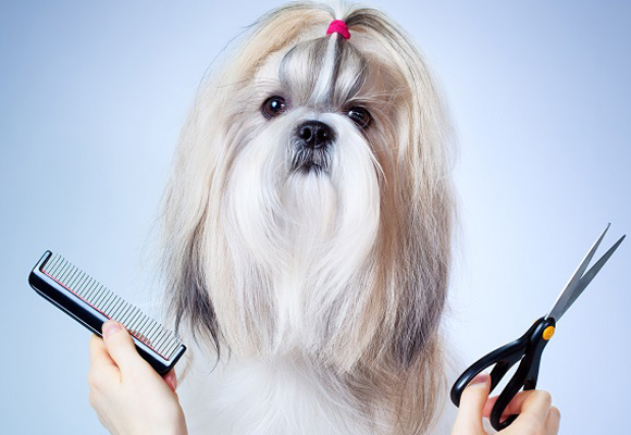 Hazle un corte de pelo en su peluquero canino