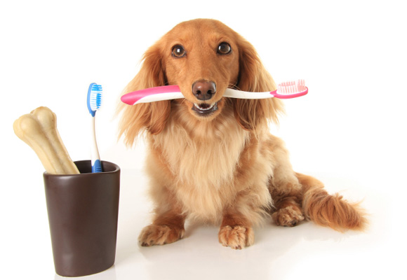 La limpieza dental es fundamental. Consulta a tu veterinario