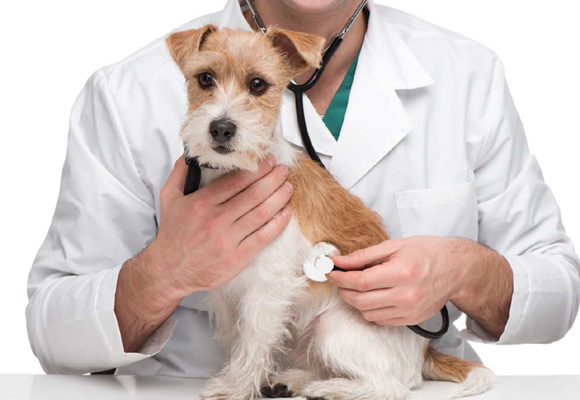 Una visita al veterinario en esta época es fundamental para la salud de tu mascota