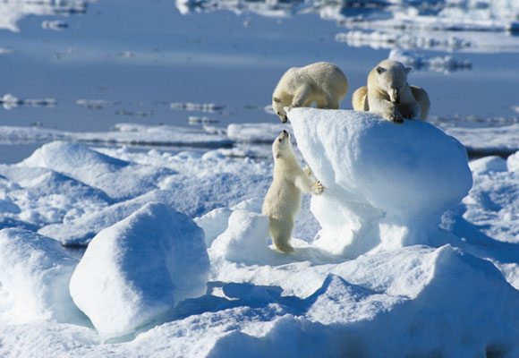 Preciosos osos polares disfrutando del paisaje. Foto: Rinie van Meurs