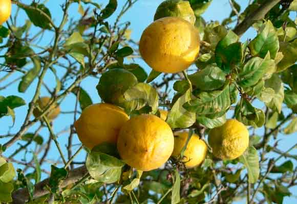 El limonero ayuda a dar vida a cualquier jardín