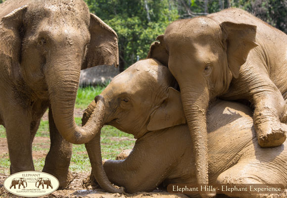 tailandiaelefantes