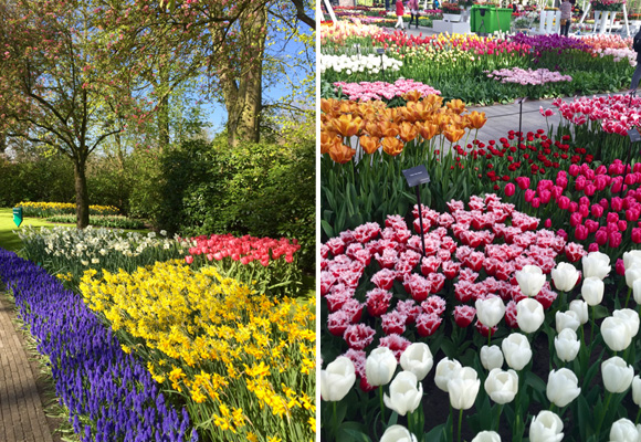 La variedad de tulipanes, jacintos y narcisos de los jardines Keukenhof es alucinante