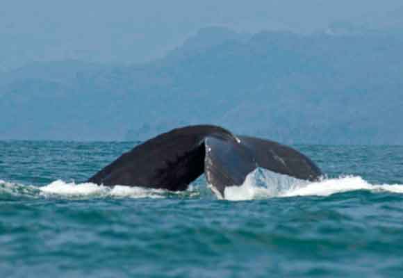 Playa Ballena es un lugar idóneo para ver a la ballena jorobada