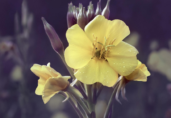 La flor de Onagra, única en su especie