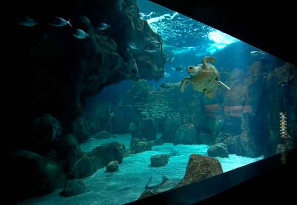 Los niños quedarán encantados tras visitar el acuario de Gijón