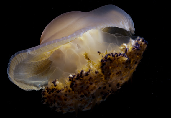 Las medusas, el terror del Mediterráneo en verano