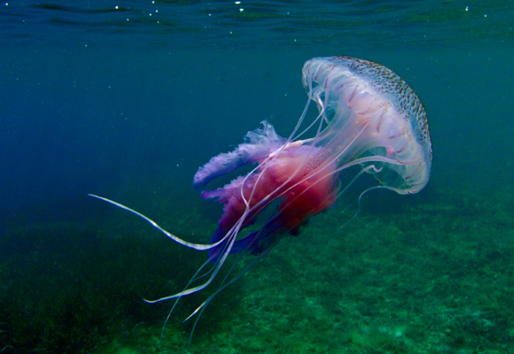 La investigación como mecanismo fisiopatológico inducido por el veneno de las medusas en el ser humano