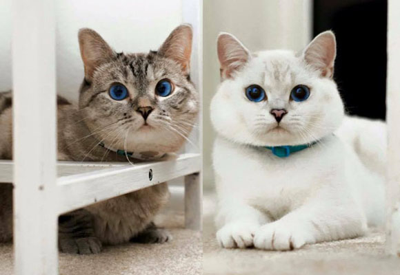 Nala Cat y White Coffe Cat