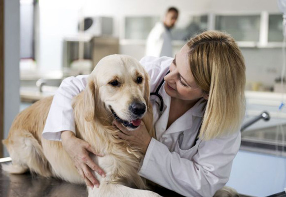 Visita a un buen profesional veterinario