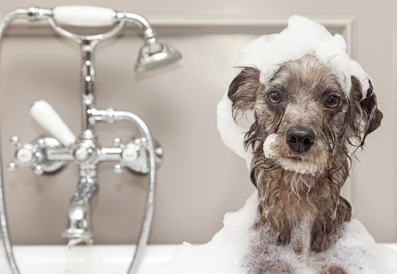Un buen baño en casa o en el veterinario es fundamental