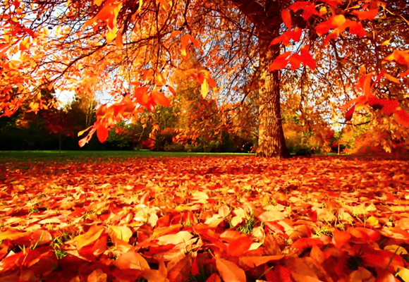 parque en otoño con hojas