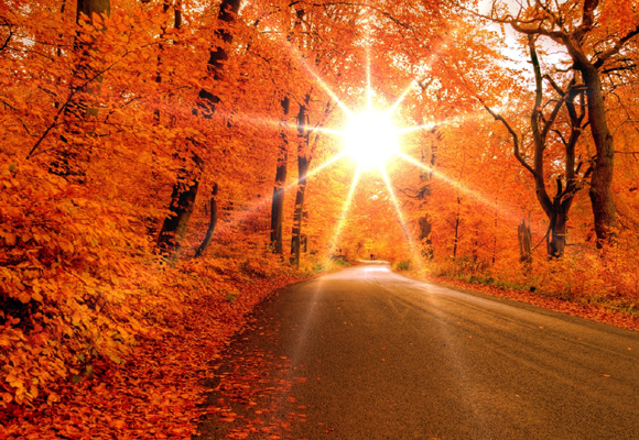 carretera en otoño con hojas