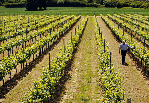 Gusbourne Estate dispone de 62 hectáreas de viñedo propio