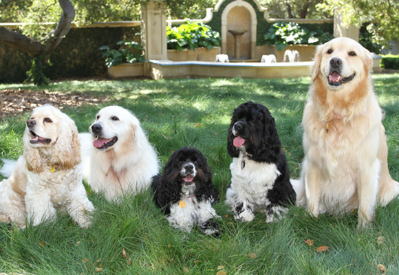 Oprah Winfrey's dogs 