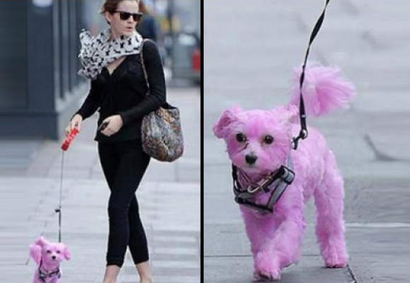 Emma Watson y su mascota teñida de rosa